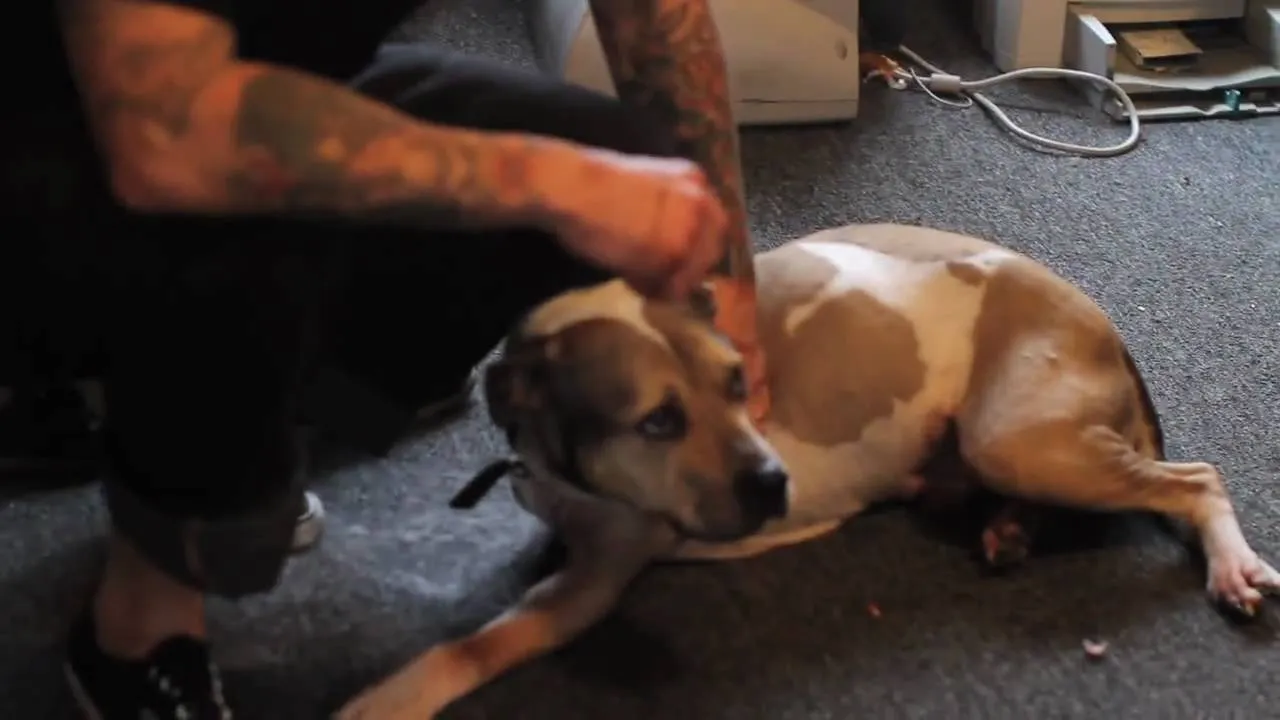 A person gently petting a lounging dog.