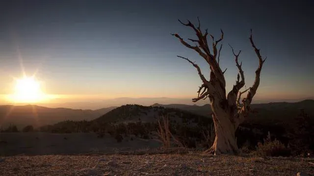 Lonely tree silhouette against a sunset skyline.