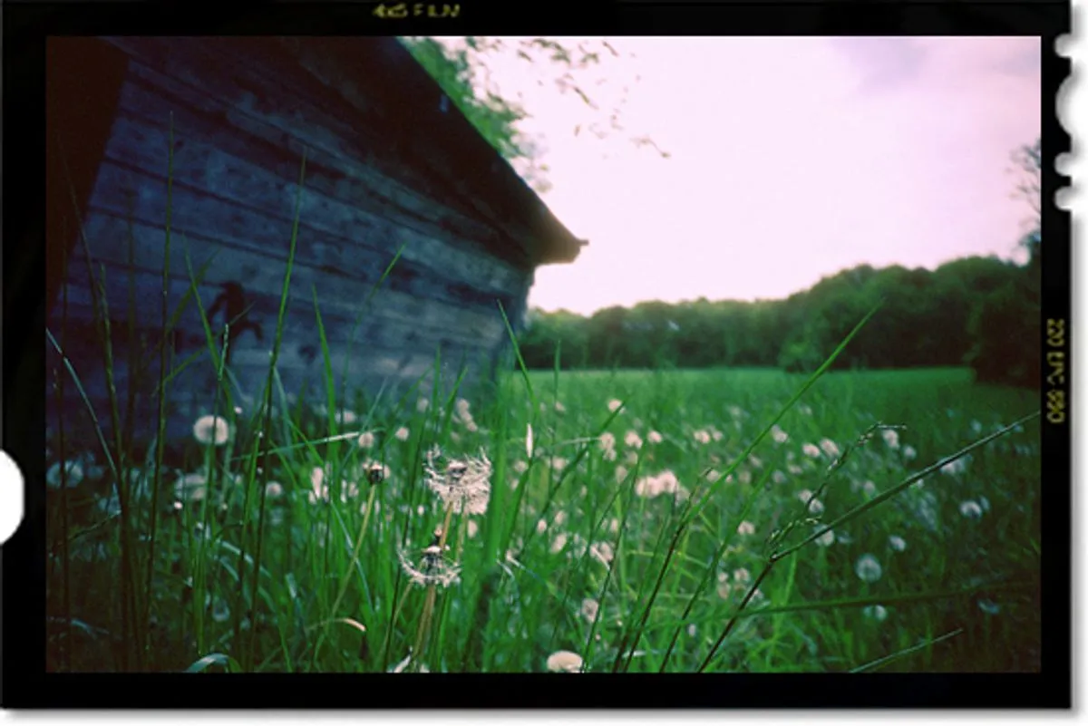 Dandelions in a grassy field with a rustic shed in the background.