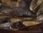 "How to Make iron skillet mussels" cover image