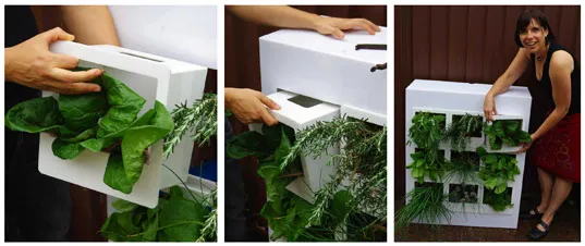 Vertical garden system being installed with fresh greens.