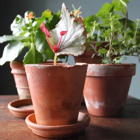 Potted plants with green leaves and a red-tipped leaf.