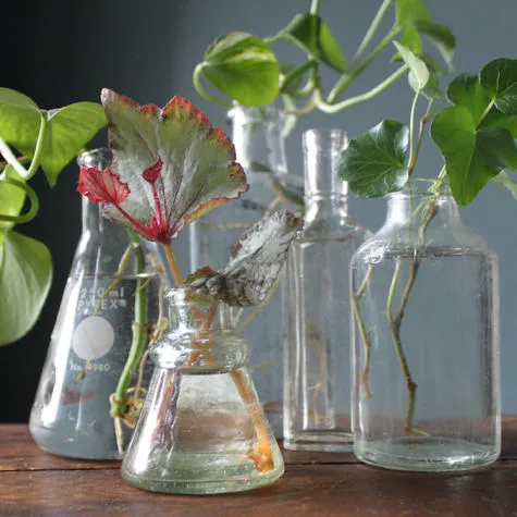 Glass bottles with plants arranged on a wooden surface.