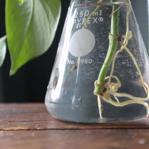 Plant cuttings in a glass beaker filled with water.