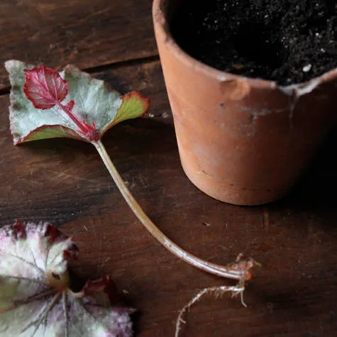 Begonia leaf cutting next to a small terracotta pot with soil.