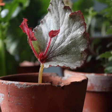 A close-up of a silver and red begonia leaf emerging from a cracked terracotta pot.