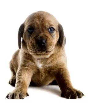 Cute brown puppy on a white background.