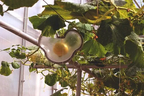 Egg-shaped object hanging among green leaves in a greenhouse.