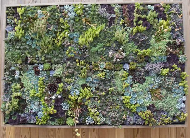 Vertical garden with various succulent plants and greenery.
