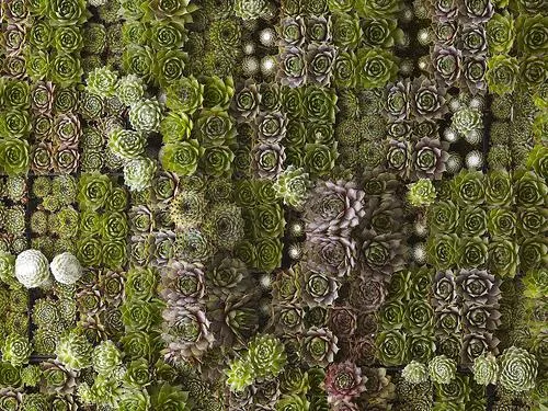 Lush green moss and succulent arrangement.