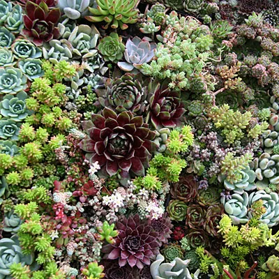 Succulent wall garden with various colors and textures.