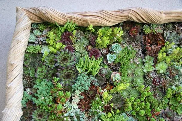 Living wall garden with various succulent plants.