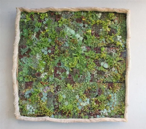 Living wall artwork made of various greenery and succulents.
