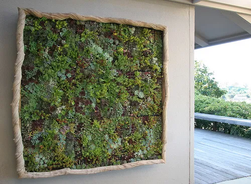 Vertical garden installation showcasing various green plants.