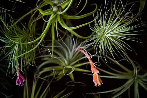 Colorful air plants against a dark background.