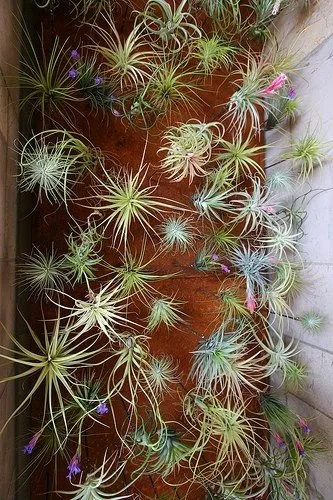 Assorted air plants arranged on a surface.