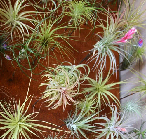 Assorted air plants arranged on a surface.