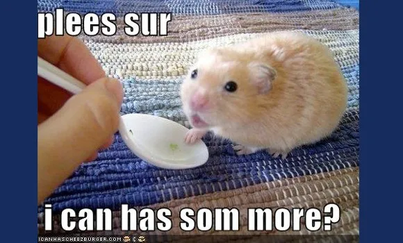 Hamster reaching for food on a spoon.