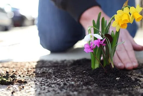 Person planting colorful flowers in soil.