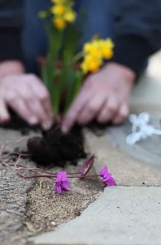 Person planting flowers in a garden.