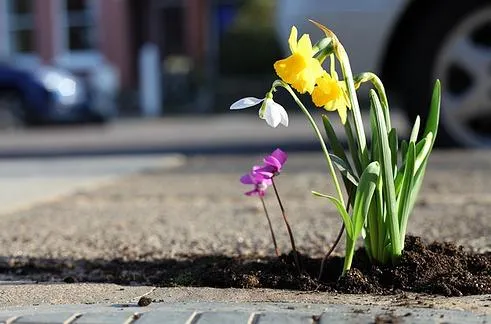 Flowers growing through pavement cracks.