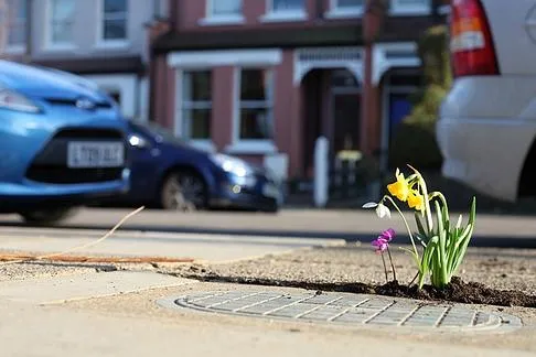 Wildflowers growing through a pavement near a residential area.