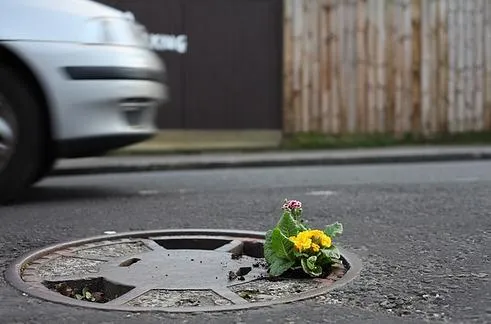 Flower growing from a manhole cover on a city street.