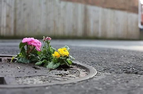 Flowers growing out of a manhole cover on a street.
