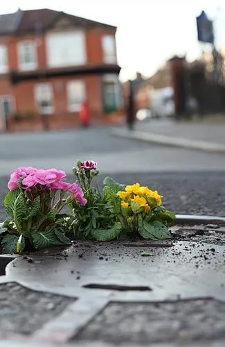 Flowers growing through a crack in the pavement.