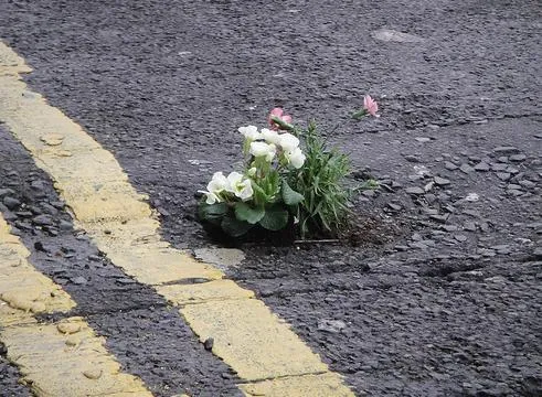 Flower growing through a crack in the pavement.
