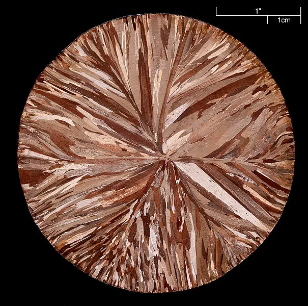Close-up view of a textured, circular surface with radial patterns in shades of brown.