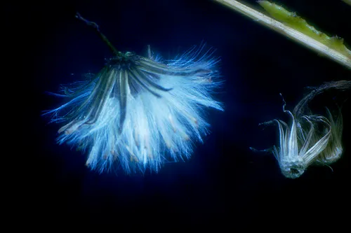Blue and white fluffy flower on a dark background.