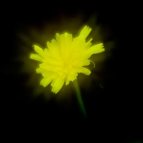 Yellow flower on a black background.