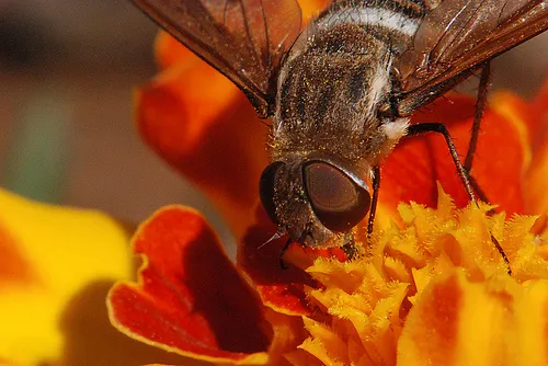 Close-up of a bee on a vibrant flower.