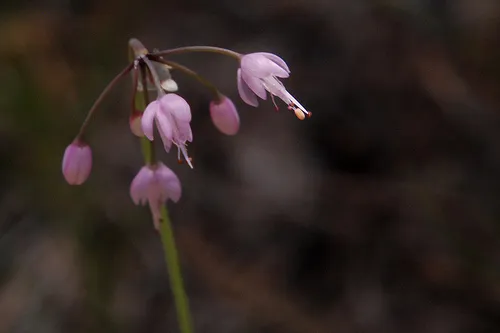 Delicate pink flowers on a slender stem.