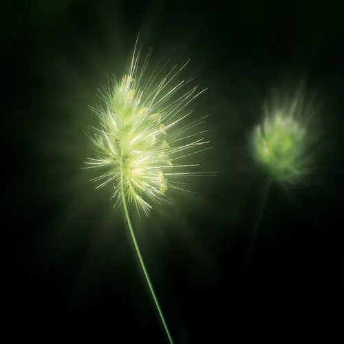 Illuminated green plant against a dark background.