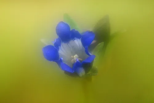 A close-up of a blue flower against a yellow background.