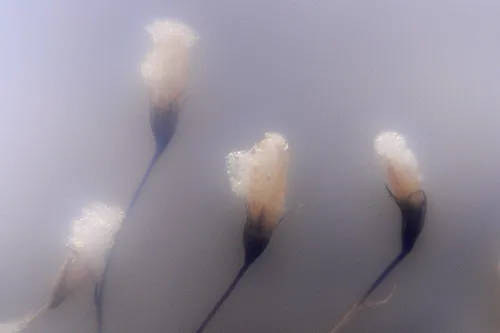 Soft-focus image of delicate white flowers on slender stems.