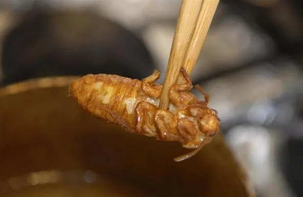 Fried insect being held with chopsticks