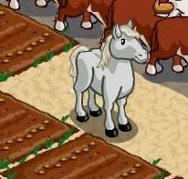 A white horse standing on a farm pathway with brown cows in the background.