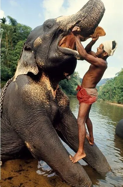 A person interacting with an elephant in a natural setting.