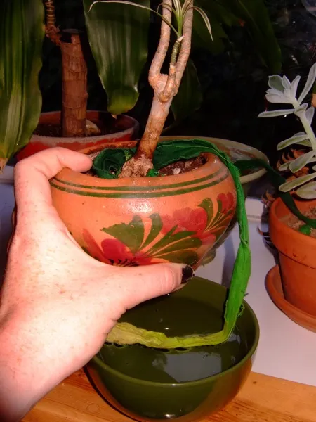 A person holding a decorative plant pot with visible greenery.