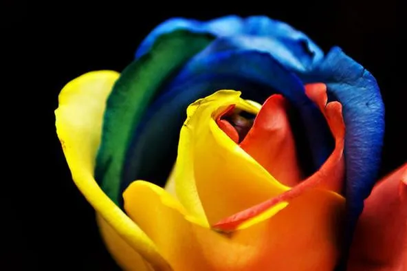 Colorful rose with rainbow hues on a black background.