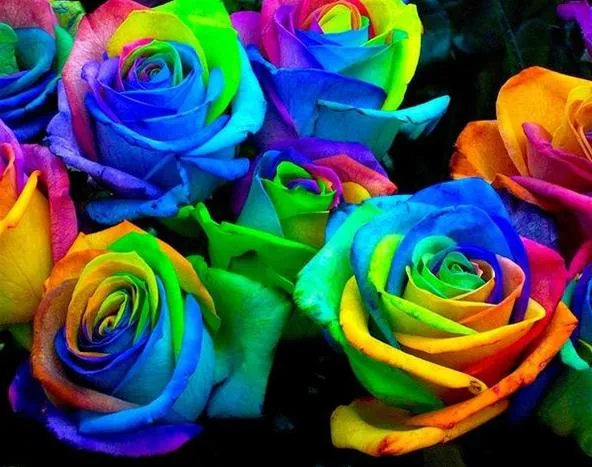 Colorful rainbow roses arranged together.