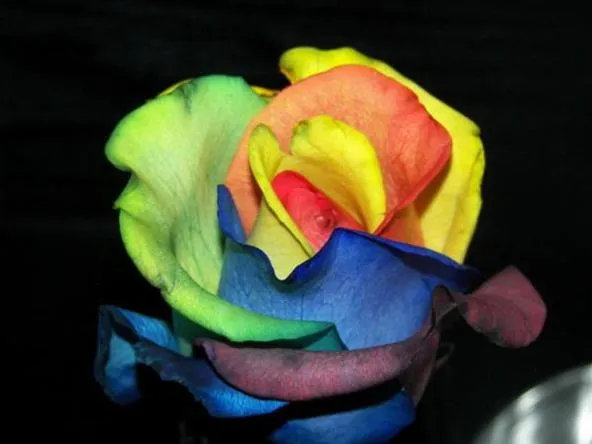 Colorful rainbow rose against a dark background.