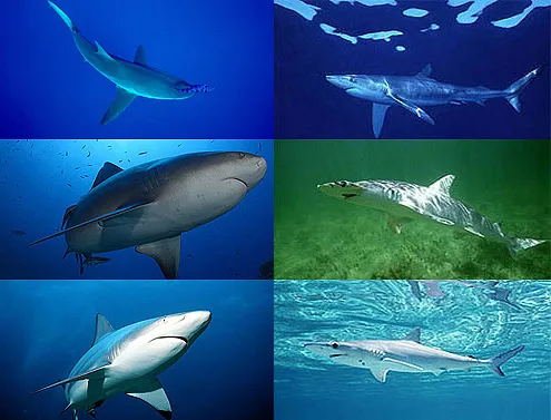 Various species of sharks swimming underwater.
