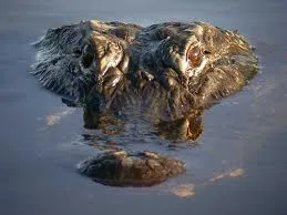 Alligator emerging from water.