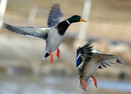 Mallard ducks in flight over water.