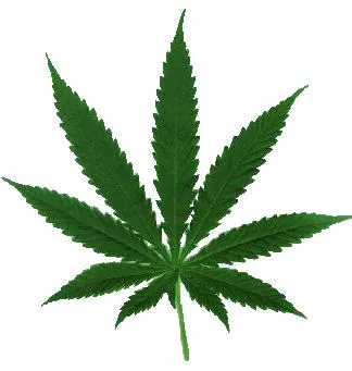 Cannabis leaf isolated on a white background.