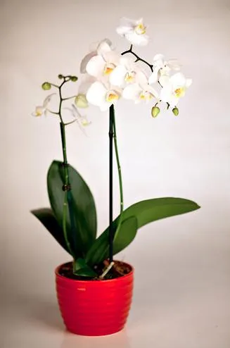 Orchid plant in a red pot.